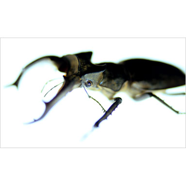 Tailless whipscorpion