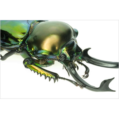 Metallyticus splendidus