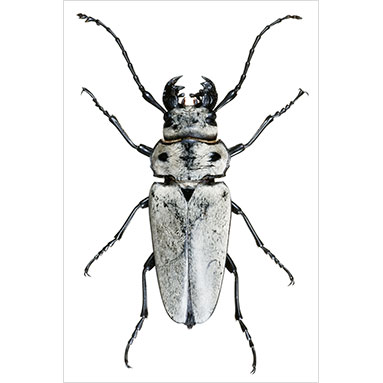 Metallyticus splendidus