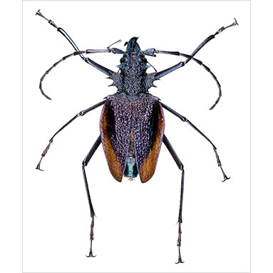 Tailless whipscorpion