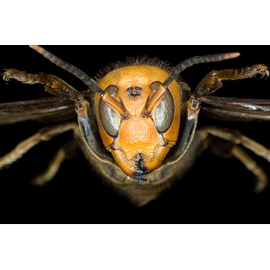 Tailless whipscorpion