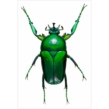 Metallyticus splendidus