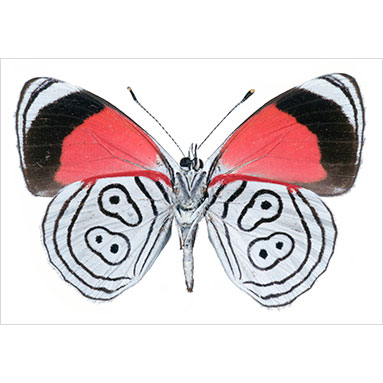 Metallyticus splendidus