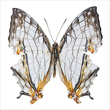 Metallyticus splendidus