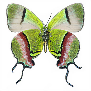 Metallyticus splendidus