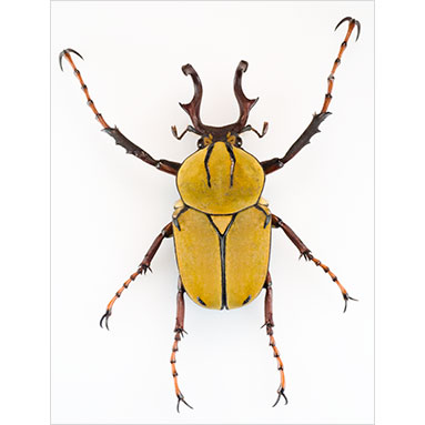 Metallyticus splendidus