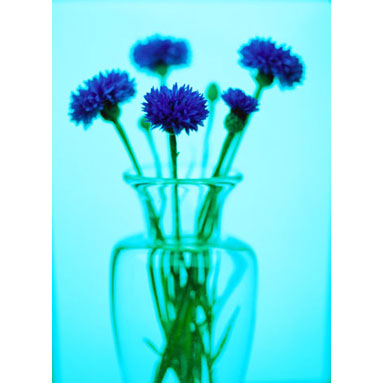 Cornflowers