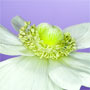 Anemone