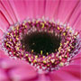 Gerbera