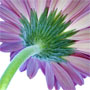 Gerbera