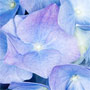 Hydrangea