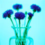 Cornflowers