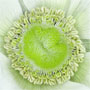Anemone