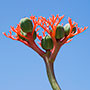 Jatropha Podagrica